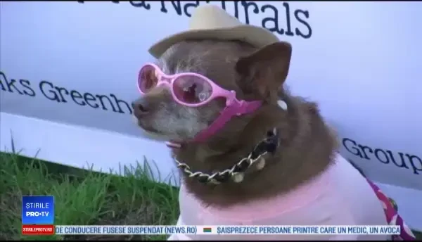 Festivalul canin din Beverly Hills: patrupedele au participat la parade de modă
