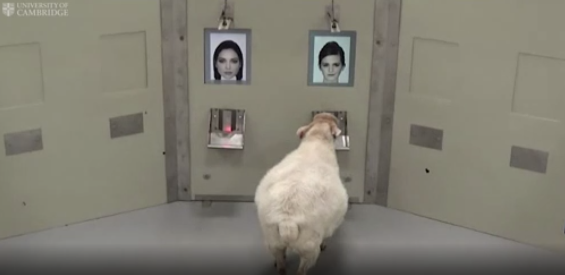 Studiu: Oile pot face distincție între fețele oamenilor