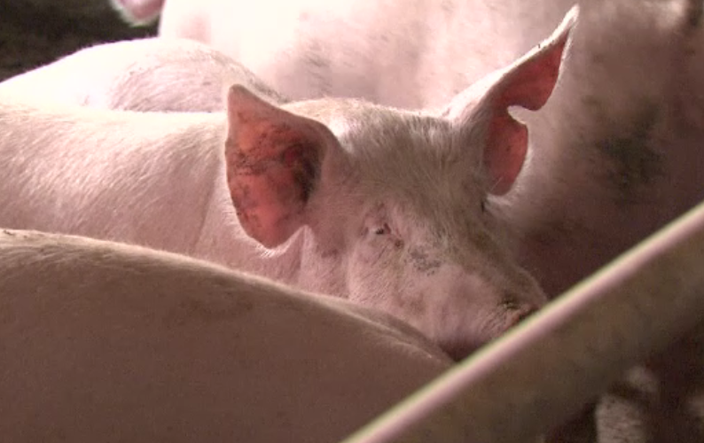 OMS cere eliminarea antibioticelor din fermele de animale. Unele infecții nu mai au tratament