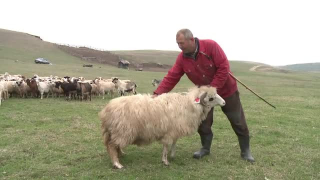 Primele obstacole pentru campania ”Alege Oaia”: ciobanii nu au unde să sacrifice animalele