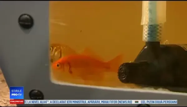 Dispozitiele inteligente, vedetele Summitului Web de la Lisabona