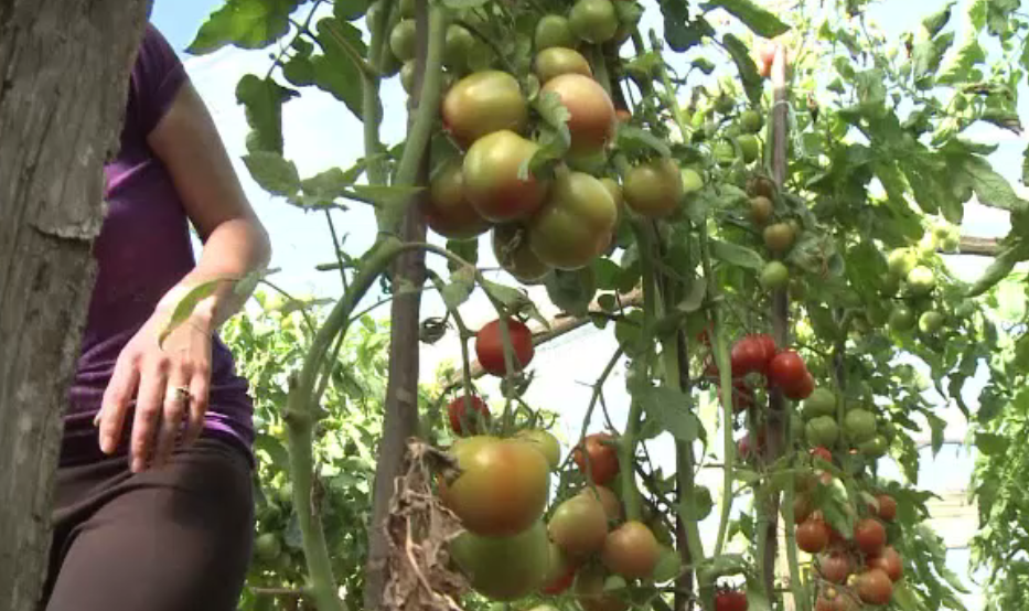 Agricultorii români care produc și iarna roșii, cu ajutorul subvenției de 3.000 de euro de la stat