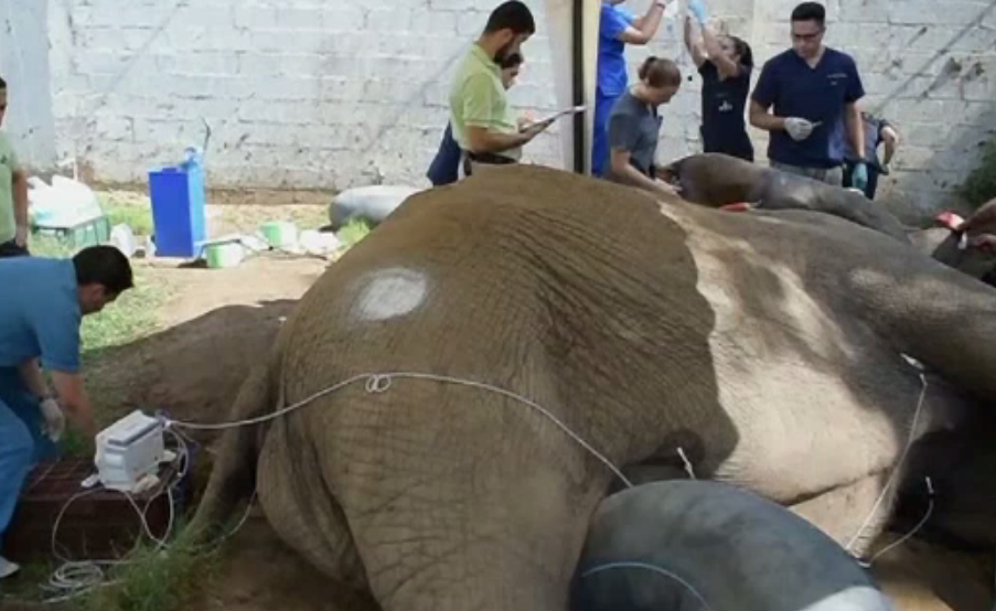 30 de oameni au intervenit pentru a trata un elefant de o durere de dinți, la un ZOO din Columbia