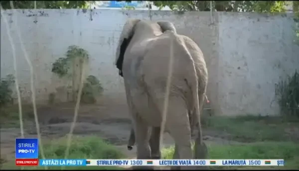 30 de oameni au intervenit pentru a trata un elefant de o durere de dinți, la un ZOO din Columbia