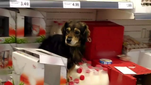 Un cățel a ajuns pe raftul cu lapte dintr-un supermarket din Buzău. Imaginile, surprinse de camere