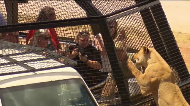 Grădina zoologică din Australia unde în cușcă sunt ținuți oamenii, nu animalele. Reacția leilor