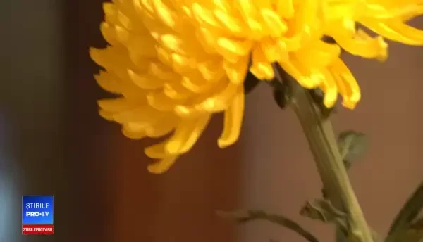 Restaurantele din România, testate în premieră de un ghid culinar internaţional