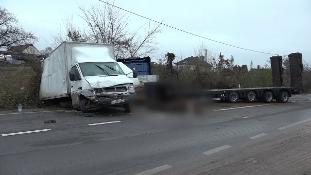 Două autocamioane și un tir s-au ciocnit. Șase vaci au murit
