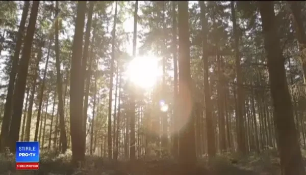 Pădurile virgine din România, amenințate de defrișări. Soluția Greenpeace