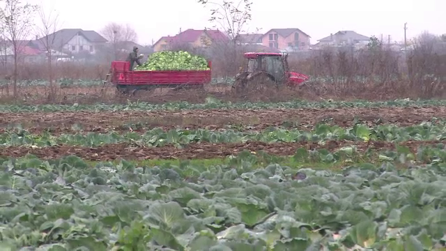 Agricultorii de varză din Lungulețu au producții de milioane, dar nu știu cum să își vândă marfa: "E fiecare pentru el"