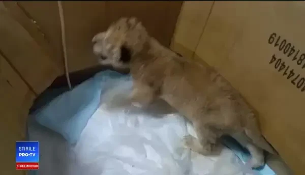 O leoaică de la Grădina Zoologica din Craiova a născut