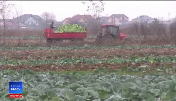 Agricultorii de varză din Lungulețu au producții de milioane, dar nu știu cum să își vândă marfa: