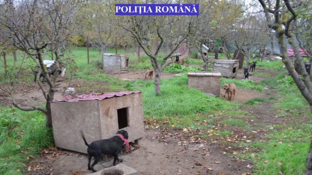 46 de câini de luptă, găsiți într-o curte la ieșirea din Brăila