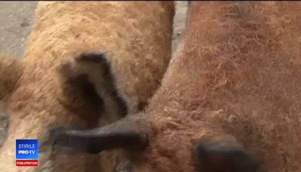 Porcul somon, printre preferințele consumatorilor. Fermierii, încurajați să-i crească