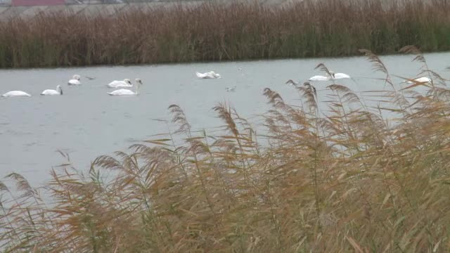 Lebede pe Olt, lângă Slatina. Ce amenzi riscă cei care le ucid