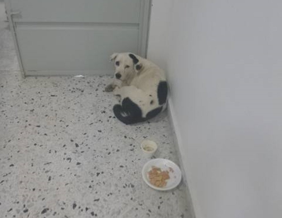 Un câine a murit de tristeţe după ce stăpânul l-a abandonat pe un aeroport