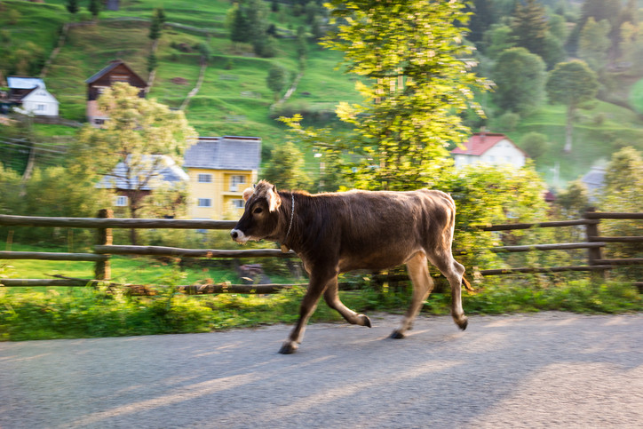 Fermierii susţin că alimentele s-au scumpit artificial. Cât de ieftină ar fi carnea de fapt