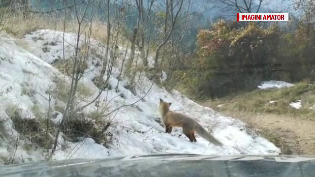 Vulpi, filmate în apropierea gospodăriilor din Brașov