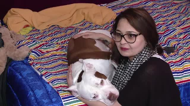 Bonele pentru animale, tot mai căutate în România. Cât plătesc stăpânii patrupedelor