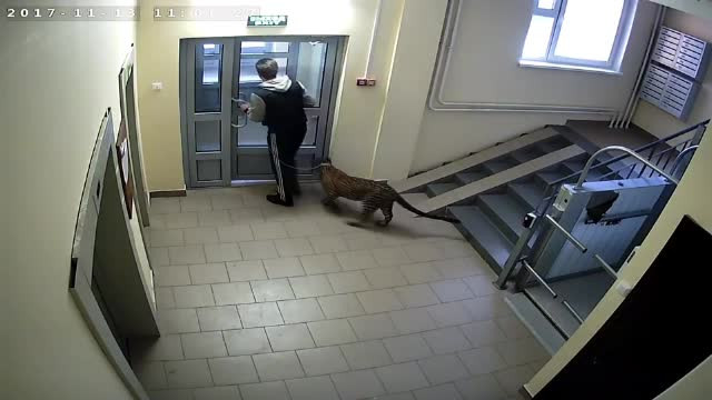 Un rus ţine un leopard în apartament şi îl scoate în faţa blocului