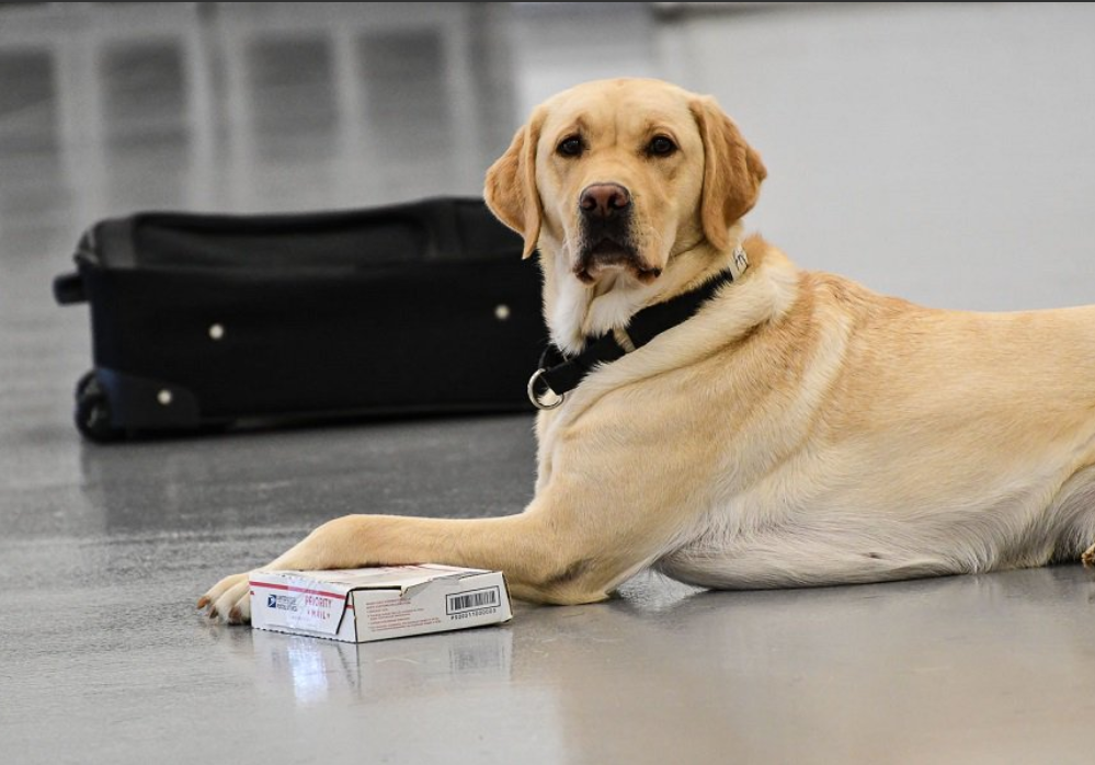 „Clasa cățeilor”, programul special CIA pentru instruirea patrupedelor. Cum sunt testați