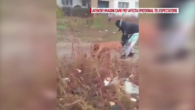 Imagini șocante cu un câine de luptă care atacă un cățel, după ce este asmuțit de stăpân