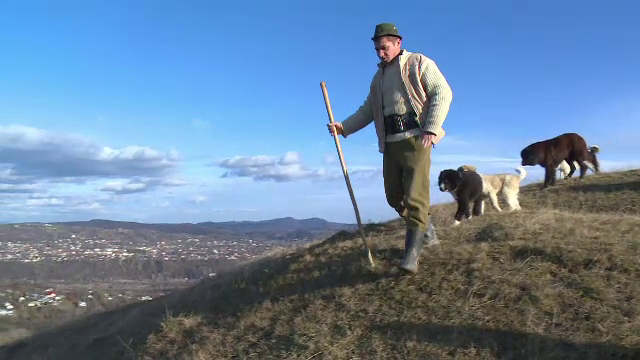 Trei rase de câini, interzise la paza turmelor în România. Regiunea din țară unde nu mai pot fi folosiți