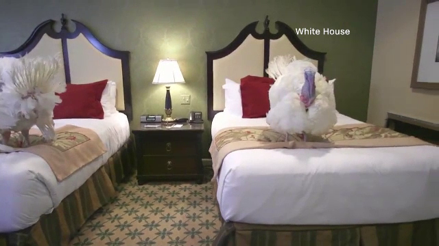 Donald Trump a grațiat doi curcani, potrivit tradiției de Ziua Recunoștinței