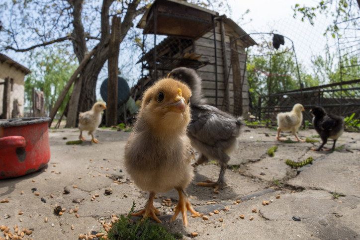 De ce s-au scumpit ouăle. "S-au scos găini din producţie, au băgat puicuţe la creştere"