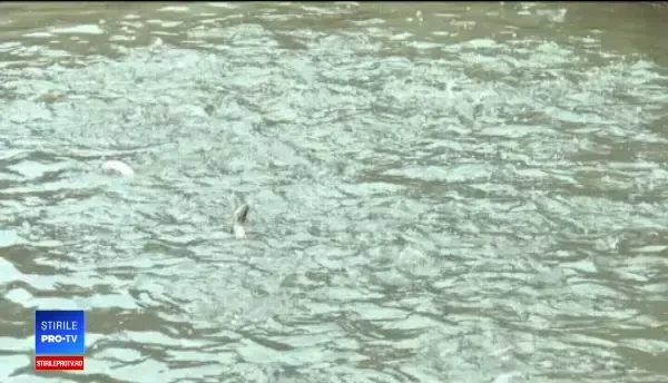 Cei care țin postul Crăciunului au avut prima dezlegare la pește. Prețurile de la tarabe