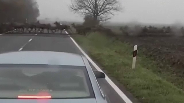 Turmă uriașă de căprioare, surprinsă traversând o șosea din sudul Ungariei
