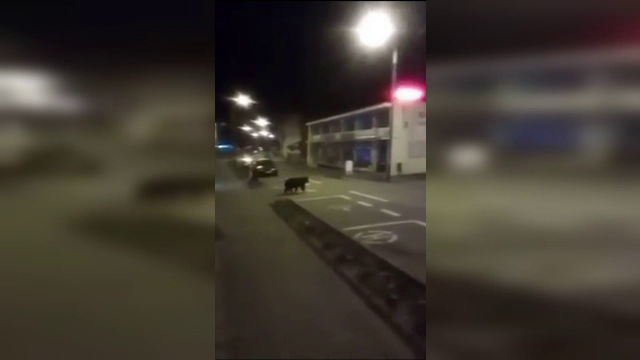 Femeie fugărită de un urs, prin centrul stațiunii Sovata. Imaginile surprinse de camere