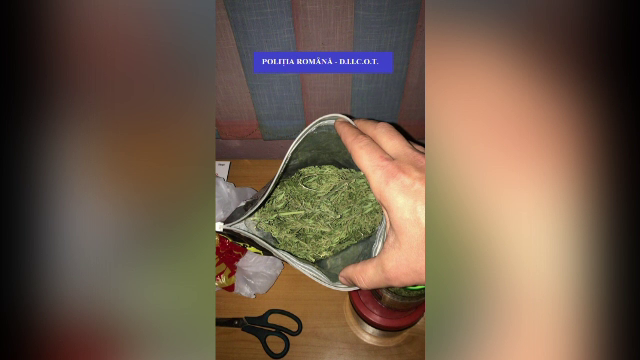 Cultură de canabis, descoperită în grădina unui tânăr din Bihor