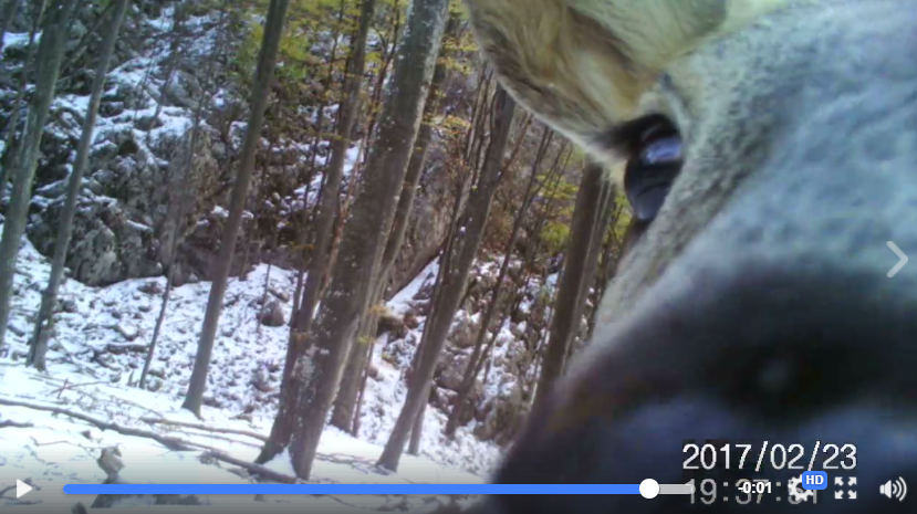 O căprioară descoperă o cameră de supraveghere în pădure, pe Valea Cernei. Imagini rare surprinse de Romsilva
