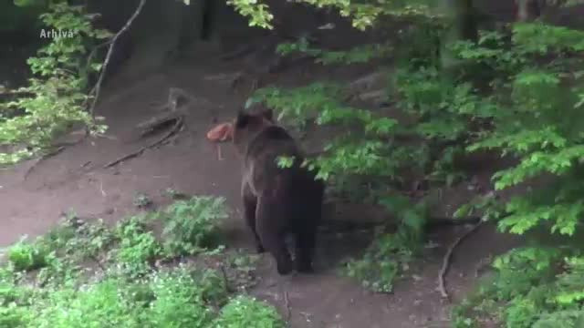 Urs împuşcat "din greşeală" într-o pădure din Arad. "L-au confundat cu un mistreţ"