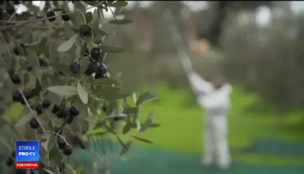 Papa Francisc are propria lui fermă. Sfântul Părinte adoră broccoli şi conopida