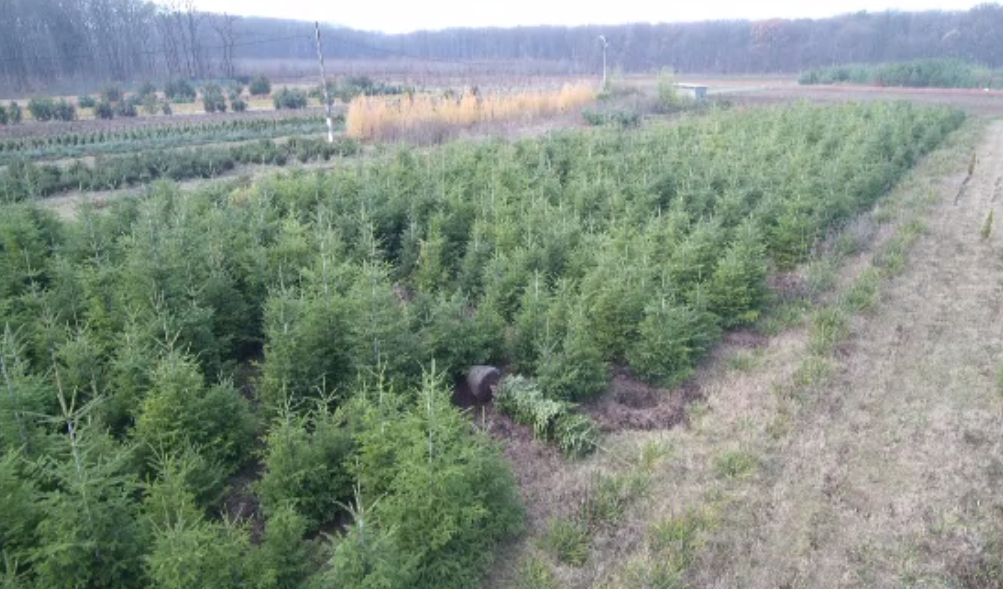 Romsilva scoate la vânzare 83.000 de brazi și molizi pentru Crăciun. Prețurile la care se vor vinde