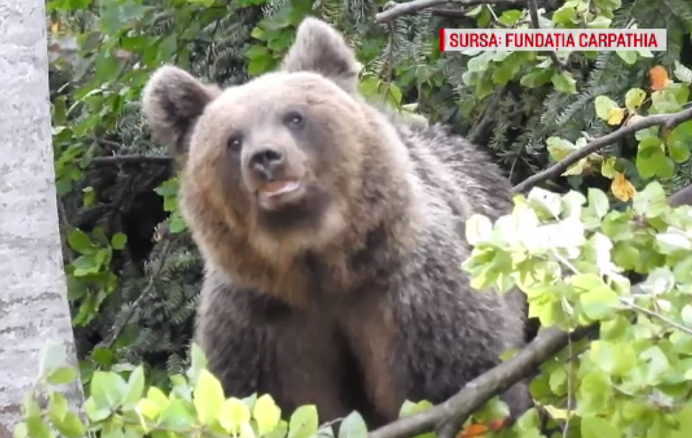 Soluțiile propuse de ONG-uri pentru a ține departe urșii de orașe, fără să fie uciși