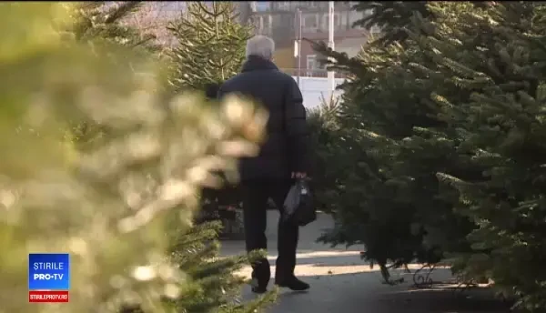 Romsilva scoate la vânzare 83.000 de brazi și molizi pentru Crăciun. Prețurile la care se vor vinde