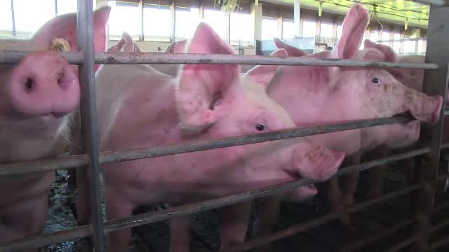 Porcul de Crăciun poate ajunge ”singur” la ușa clienților. Fermele acceptă comenzi online