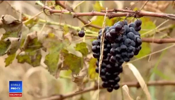 Vinul fiert şi dulciurile de la târgurile de Crăciun, produse în România