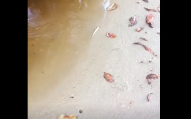 Momentul în care o tânără a fost atacată de un crocodil, în timp ce se plimba pe plajă