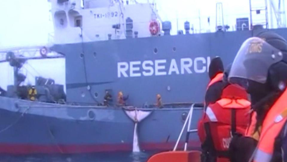 O filmare secretă din 2008, în care balenele sunt ucise cu cruzime, a fost publicată