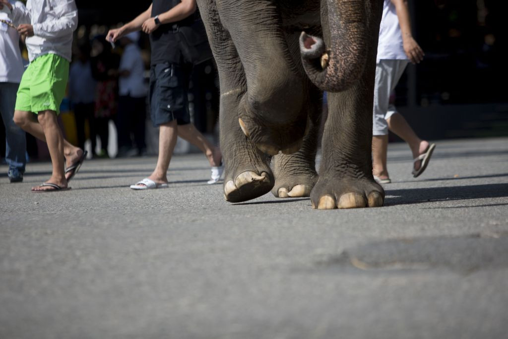 Un elefant faimos și-a ucis posesorul, după ce acesta îl eliberase din lanțuri