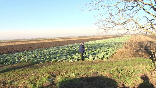 Nu s-au unit în asociații, iar acum celebra lor varză se strică pe câmp