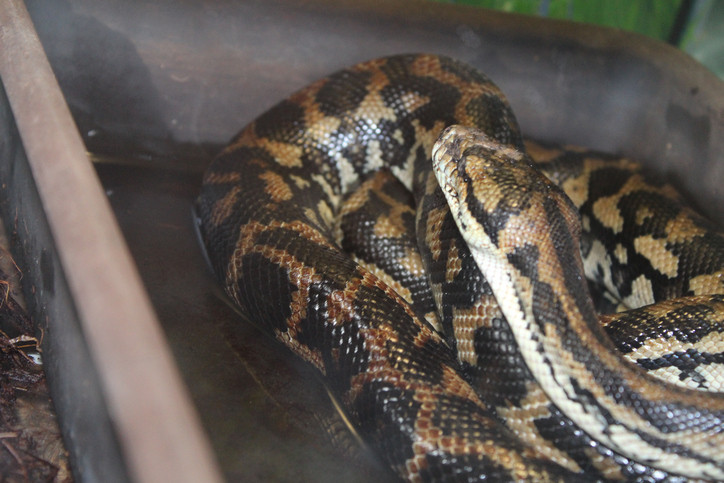 Bărbat muşcat de un şarpe de trei metri care a ieşit din toaletă. Detaliul hilar al întâmplării