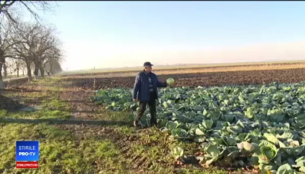 Nu s-au unit în asociații, iar acum celebra lor varză se strică pe câmp