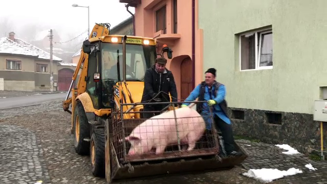 Porcii sacrificați înainte de Ignat pentru a avea preparate gustoase de Crăciun