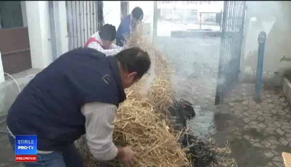 Porcii sacrificați înainte de Ignat pentru a avea preparate gustoase de Crăciun