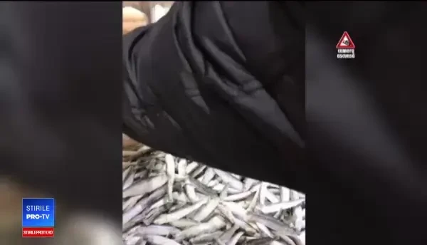 Gheață la pungă, vândută drept cod de Alaska la vrac